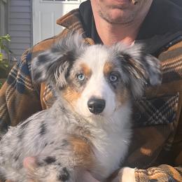 Miniature Australian Shepherd and Toy Australian Shepherd Puppies from Loyal Litters Toy Australian Shepherds
