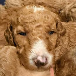 Trixie - Dark pink girl - Red  female Goldendoodle puppy in Puyallup, Washington from Dawnie’s Doodles