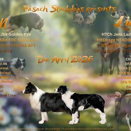 Border Collie puppies from Fásach Stockdogs