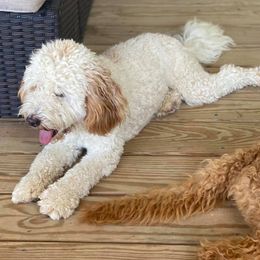 Goldendoodles from Cape Fear Doodles