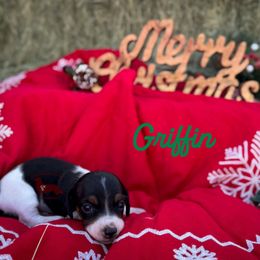 Griffin - Piebald male Dachshund puppy in Seguin, Texas from Good Neighbor Ranch Dachshunds