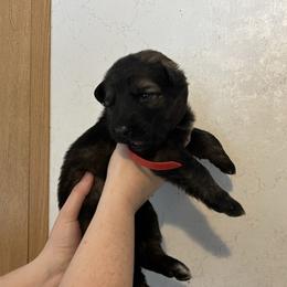 Rhae  pink collar - Sable female German Shepherd puppy in Winterport, Maine from Vom Stevens Old Fashioned German Shepherds