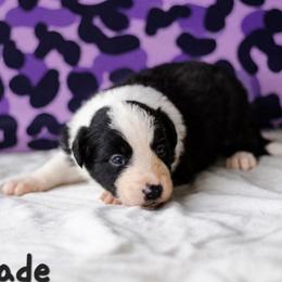 Nightshade - Black and white male Border Collie puppy in Opelousas, Louisiana from Zahara Border Collies