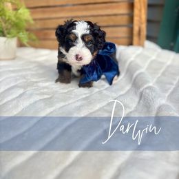 Darwin - Tri-color male Bernedoodle puppy in Buda, Illinois from Hamilton Farm Doodles