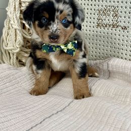 Aussiedoodle, Miniature Australian Shepherd, and Toy Australian Shepherd Puppies from Forever Aussies and A Doodle