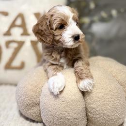 Boy 3 - Apricot male Goldendoodle puppy in Sacramento, California from Golden Heart Doodles