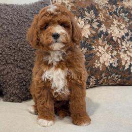 Teddy - Red  male Goldendoodle puppy in Anaheim, California from Cuddle Bear Doodles