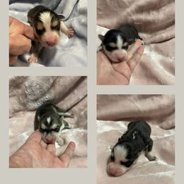 Pomsky Puppies from Stacy’s Playful Pomsky