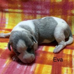 Eva - White and blue brindle female Whippet puppy in Plainfield, Indiana from Rose Acre Whippets