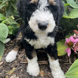 Bernedoodle Puppies from Lovey Dovey Bernedoodles