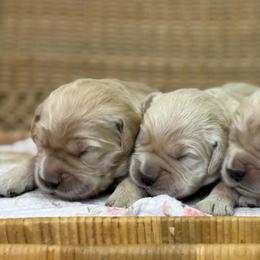 Girl 5 - Golden female Golden Retriever puppy in Tonasket, Washington from Denzil’s Goldens