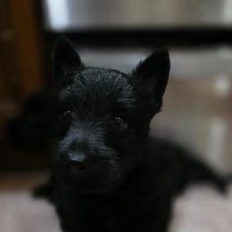Girl 1 - Black female Scottish Terrier puppy in Seymour, Missouri from Fairview's Precious Pups
