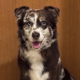 Creed - Australian Shepherd