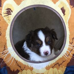 Boy 3 - male Australian Shepherd puppy in Phoenix, Arizona from Heartfire Aussies