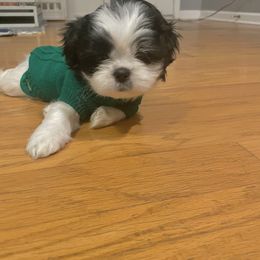 Shih Tzu Puppies from One Hit Wonder
