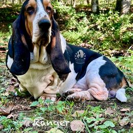 Ranger - Basset Hound