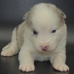 Pomsky and Siberian Husky Puppies from Beastly Beauties Huskies & Pomskies