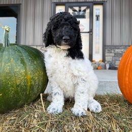 Green - Parti male Poodle puppy in Tecumseh, Nebraska from Double Down Doodles & Poodles
