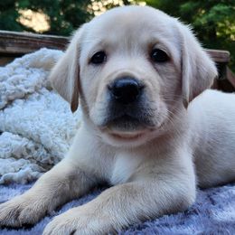 Pink collar - Yellow female Labrador Retriever puppy in Mossyrock, Washington from White River Labradors