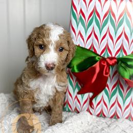 Colonel Mustard (yellow collar male) - Apricot male Goldendoodle puppy in Murrieta, California from Apricot Poodles & Goldendoodles, LLC