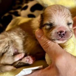 Boy 1 - Chocolate merle male Pomeranian puppy in Skipperville, Alabama from Nay Nay’s Babies