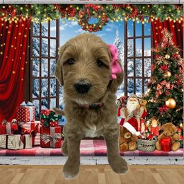 Peace - Phantom female Goldendoodle puppy in Milwaukie, Oregon from Tiffany Marlow