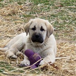 Miss Pink - Anatolian Shepherd Dog puppy in Berkeley County, West Virginia from Reich Anatolians and Friends