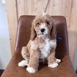 Betty's Blue Collar Boy - Apricot male Goldendoodle puppy in Piedmont, South Carolina from The Farm at Saluda Ridge