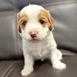 Magnolia (Blue) - Parti female Goldendoodle puppy in Twin Falls, Idaho from Magic Valley Family Doodles