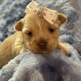 Bendi - Gold female Yorkshire Terrier puppy in Howe, Oklahoma from Ray Holder