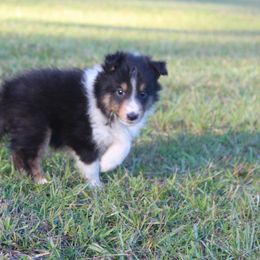 Shetland Sheepdog Puppies from Retter Ridge
