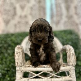 Muddy - Merle male Cockapoo puppy in Rolla, Missouri from Diamond K