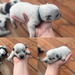 Teal girl - Blue mottled female Australian Cattle Dog puppy in Oregon from Willamette Valley Heelers