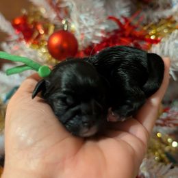 Parker - Black and white male Shih Tzu puppy in Claxton, Georgia from Small Pawz Shih tzu