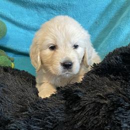 Peyton - Light golden male Golden Retriever puppy in Ennis, Texas from Amberidge Golden Retrievers