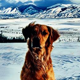 Golden Retrievers from Gunsight Goldens
