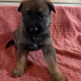 Vitani - Sable female Working Dog Cross puppy in Sheridan, Arkansas from Dark Sky Kennels