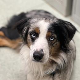 Raven - Blue merle female Miniature Australian Shepherd puppy in South Central, Pennsylvania from Windy Hills Mini Aussies & Doodles