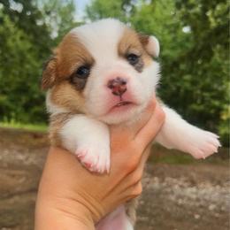 Magdalene (Maggie) - White and red female Pembroke Welsh Corgi puppy in Benton, Arkansas from High Cotton Corgis