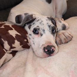 French Bulldog and Great Dane Puppies from Doyle’s Royal K9