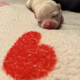 Yeti Cream Female - Cream and white female Chihuahua puppy in Huntington Beach, California from Amore Chihuahuas