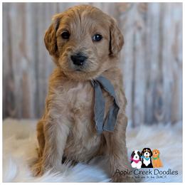 STEVE - - Cream male Goldendoodle puppy in Jeddo, Michigan from Apple Creek Doodles