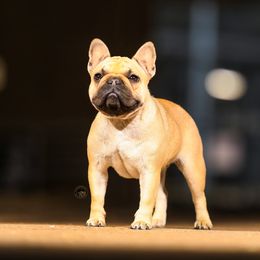 Pig - French Bulldog