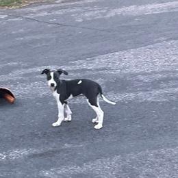 Italian Greyhound Puppies from Fisher Link