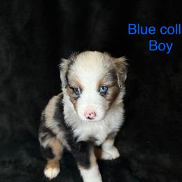 Miniature American Shepherd Puppies from Kayla Tarver