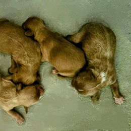 Cavapoo puppies from Lake Michigan Couture Cavapoos & Cockapoos