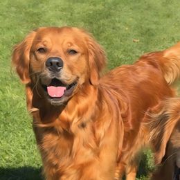 Honey - Golden Retriever