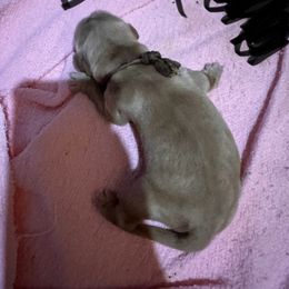 Golden Retriever Puppies from St. Paul Goldens