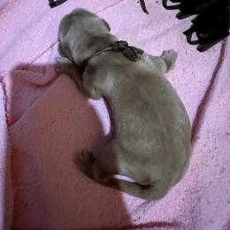 Golden Retriever Puppies from St. Paul Goldens