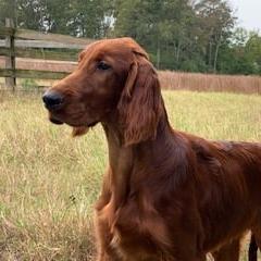 Irish Setter All Grown Up from Evergreen Irish Setters